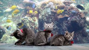 新形コロナで休館の米ジョージア水族館 子猫が「探索」