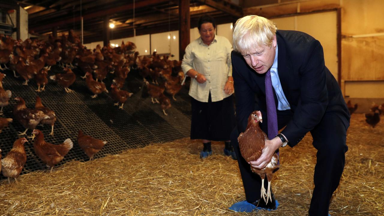 ウェールズの農家を訪問し、鶏を抱き上げるジョンソン英首相（写真：代表撮影/ロイター/アフロ）