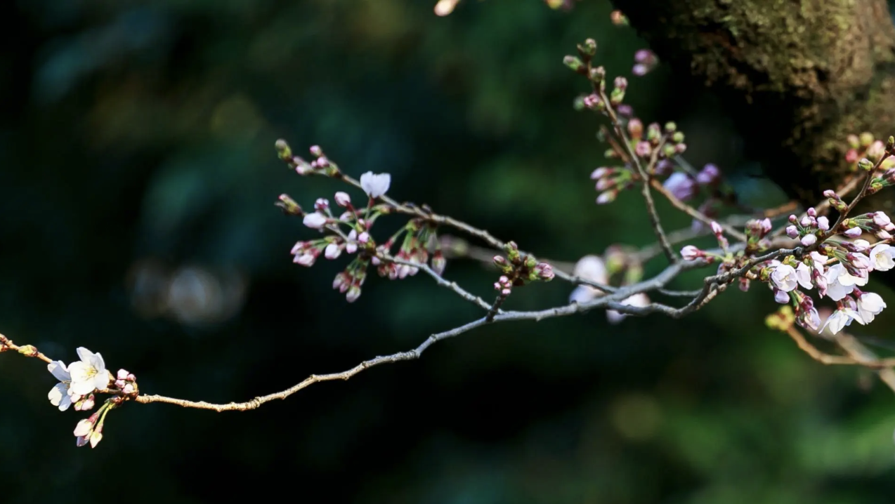 靖国神社の桜（写真:Rodrigo Reyes Marin/アフロ）