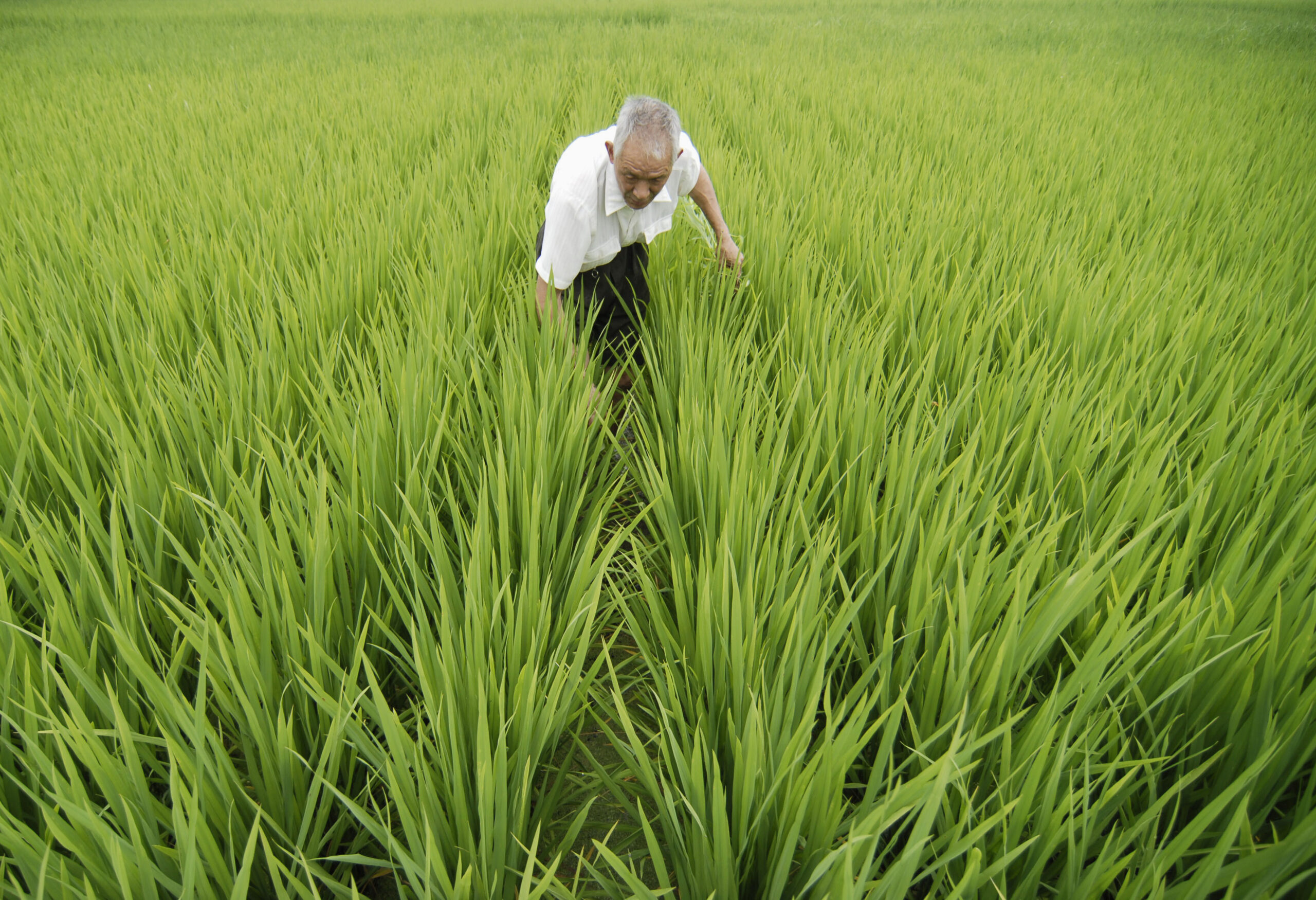 田んぼで除草する中国農民（写真：ロイター/アフロ）